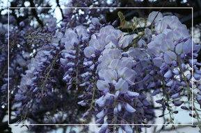 Blumen vor dem Friseursalon